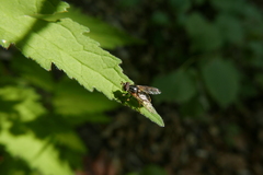 Ferdinandea ruficornis