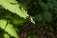 Ferdinandea ruficornis