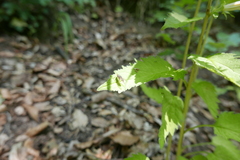 Ferdinandea ruficornis