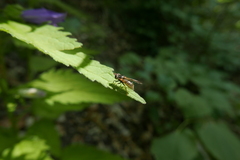 Ferdinandea ruficornis