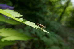 Ferdinandea ruficornis