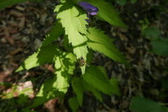 Ferdinandea ruficornis