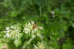 Meliscaeva cinctella