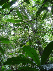 Psychotria baillonii