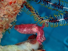 Sepia papuensis