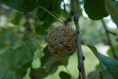 Monilinia fructigena