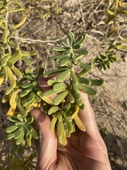 Nitraria billardierei