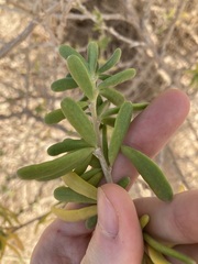 Nitraria billardierei