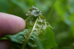 Synchytrium taraxaci