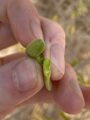 Nitraria billardierei