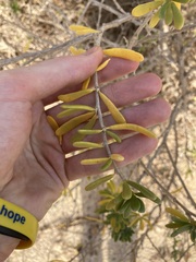 Nitraria billardierei