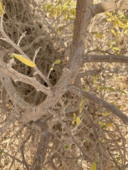 Nitraria billardierei