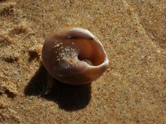 Bellastraea squamifera