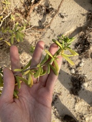 Nitraria billardierei