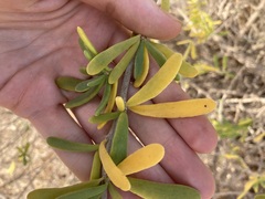 Nitraria billardierei
