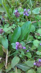 Prunella vulgaris