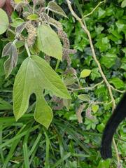 Broussonetia papyrifera