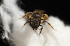 Lasioglossum