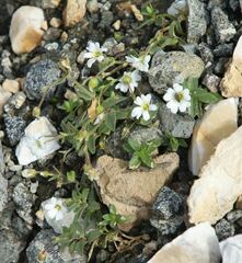 Cerastium latifolium