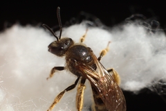 Lasioglossum