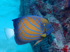 Pomacanthus annularis