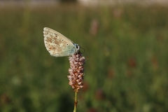 Polyommatus coridon