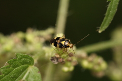 Liocoris