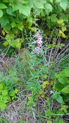 Lythrum virgatum