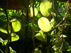 Angiospermae