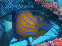 Pomacanthus annularis