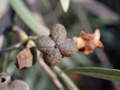 Alectryon oleifolius canescens