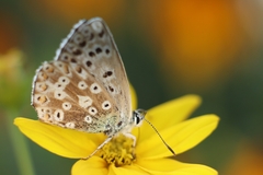 Polyommatus coridon