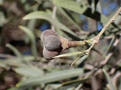 Alectryon oleifolius canescens