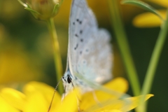 Polyommatus coridon