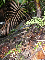 Psychotria monanthos