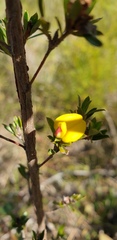 Pultenaea rariflora