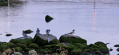 Mergus merganser