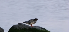 Mergus merganser