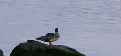 Mergus merganser