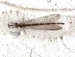 Neuroleon
