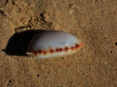 Talostolida pellucens