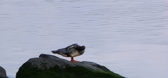 Mergus merganser