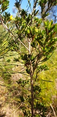 Pultenaea rariflora