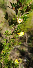 Pultenaea rariflora