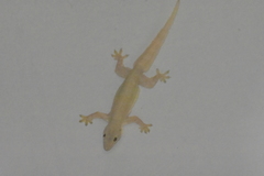 Hemidactylus platyurus