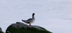 Mergus merganser