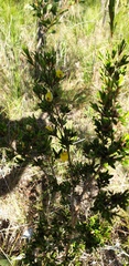 Pultenaea rariflora