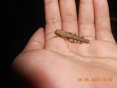 Diabolocatantops pinguis
