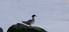 Mergus merganser