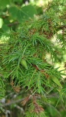 Oligotrophus juniperinus